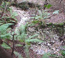 photo of stream meandering between narrow banks