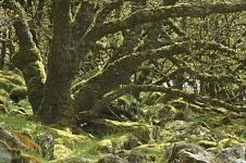 White Wood, Dartmoor
