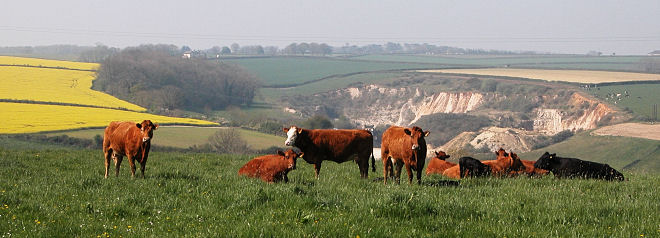 the view from the pottery window in Spring