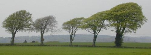 five trees: now four