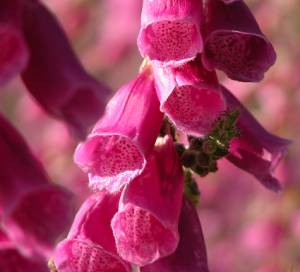 foxgloves