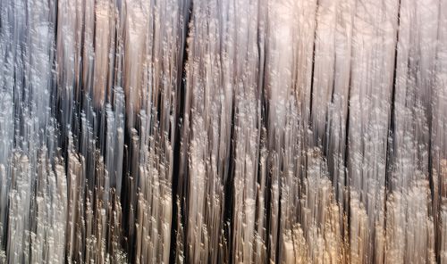 motion study of sloe bushes