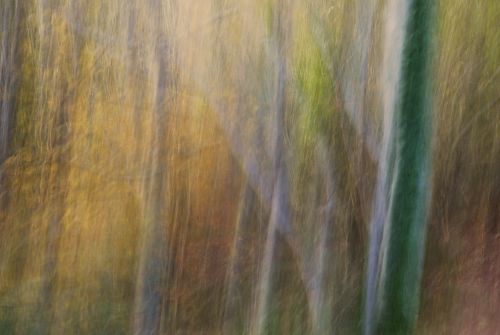 motion study of ancient woodland