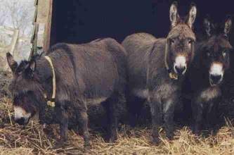 photo of Doris, Millie and Lucy