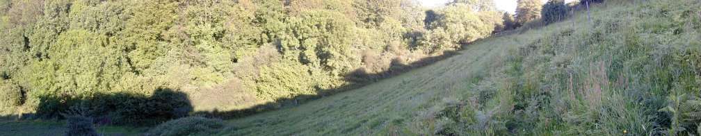 panorama of pasture field in sunlight