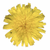 photo of hawkweed flower