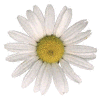 photo of oxeye daisy flower