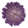 photo of scabious flower