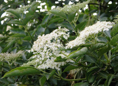 elder bush in flower