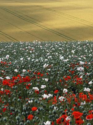 poppies and wheat